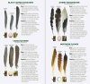 Bird Feathers & Eggs of the Midwest