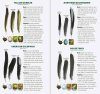 Bird Feathers & Eggs of the Midwest