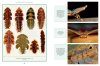 The Wonder Cabinet of Fabulous Insects