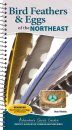 Bird Feathers & Eggs of the Northeast