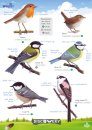 FSC Discovery Guide: Garden Birds
