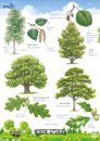 FSC Discovery Guide: Trees and Shrubs