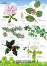 FSC Discovery Guide: Trees and Shrubs