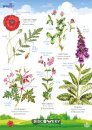 FSC Discovery Guide: Wildflowers