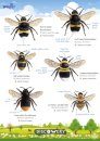 FSC Discovery Guide: Buzzing Insects