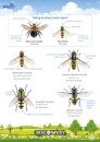 FSC Discovery Guide: Buzzing Insects