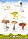 FSC Discovery Guide: Fungi