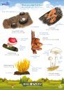 FSC Discovery Guide: Fungi