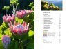 Proteas of the Fynbos