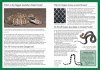 Snakes & Other Reptiles of Australia
