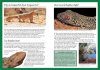 Snakes & Other Reptiles of Australia