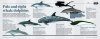 Australia's Amazing Whales and Dolphins