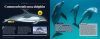 Australia's Amazing Whales and Dolphins