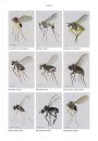 RES Handbook, British Dolichopodidae (Diptera)