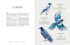 The Illuminated Book of Birds
