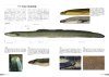 Freshwater Eels in Japan: Natural History and Culture [Japanese]