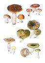 Přehled Hub Střední Evropy [Fungi of Central Europe]