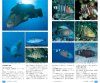 Yama xī Handi Zukan Nihon No Kaisui Sakana [Sankei Handy Illustrated Guide to Japanese Saltwater Fish]