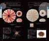 The Handbook of Sea Urchins [Japanese]