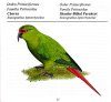 Birds of the Forest of Southern Chile / Aves de los Bosques del Sur de Chile