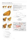 Hesperiidae Part 2 (Guide to the Butterflies of the Palearctic Region)