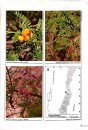 Plantas Amenazadas del Centro-Sur de Chile: Distribución, Conservación y Propagación [Endangered Plants of South-Central Chile: Distribution, Conservation and Propagation]