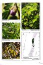 Plantas Amenazadas del Centro-Sur de Chile: Distribución, Conservación y Propagación [Endangered Plants of South-Central Chile: Distribution, Conservation and Propagation]