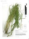 Carex of Illinois and Surrounding States