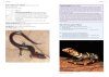 A Field Guide to the Reptiles of Borneo