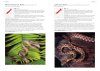 A Field Guide to the Reptiles of Borneo