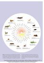 Grasshoppers, Locusts, and Crickets of the World