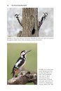 The Pied Woodpeckers