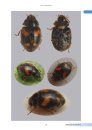 Micro Ladybirds of Britain and Ireland
