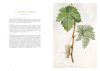 Les Raisins de Redouté: Des Aquarelles pour l'Avenir de la Vigne [Redouté's Grapes: Watercolours for the Future of the Vine]