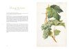 Les Raisins de Redouté: Des Aquarelles pour l'Avenir de la Vigne [Redouté's Grapes: Watercolours for the Future of the Vine]