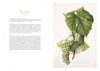 Les Raisins de Redouté: Des Aquarelles pour l'Avenir de la Vigne [Redouté's Grapes: Watercolours for the Future of the Vine]