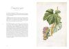 Les Raisins de Redouté: Des Aquarelles pour l'Avenir de la Vigne [Redouté's Grapes: Watercolours for the Future of the Vine]