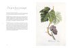 Les Raisins de Redouté: Des Aquarelles pour l'Avenir de la Vigne [Redouté's Grapes: Watercolours for the Future of the Vine]