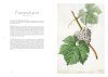 Les Raisins de Redouté: Des Aquarelles pour l'Avenir de la Vigne [Redouté's Grapes: Watercolours for the Future of the Vine]