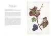 Les Raisins de Redouté: Des Aquarelles pour l'Avenir de la Vigne [Redouté's Grapes: Watercolours for the Future of the Vine]