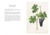 Les Raisins de Redouté: Des Aquarelles pour l'Avenir de la Vigne [Redouté's Grapes: Watercolours for the Future of the Vine]