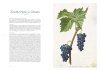 Les Raisins de Redouté: Des Aquarelles pour l'Avenir de la Vigne [Redouté's Grapes: Watercolours for the Future of the Vine]