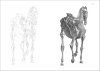 The Anatomy of the Horse