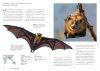 Bats of the World