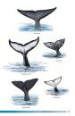 Field Guide to Whales, Dolphins and Porpoises of North America