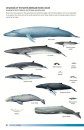 Field Guide to Whales, Dolphins and Porpoises of North America