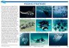 Field Guide to Manta & Devil Rays of the World