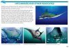 Field Guide to Manta & Devil Rays of the World