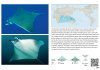 Field Guide to Manta & Devil Rays of the World
