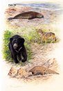 Land Mammals of Sri Lanka